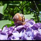 Schnecke