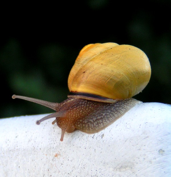 schnecke