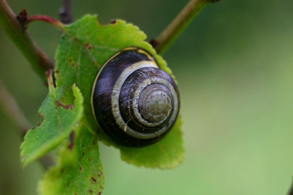 Schnecke