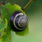 Schnecke