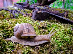 Schnecke