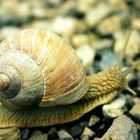 Schnecke