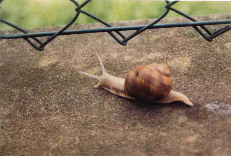 Schnecke ab durch den Zaun!