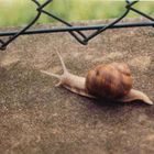 Schnecke ab durch den Zaun!