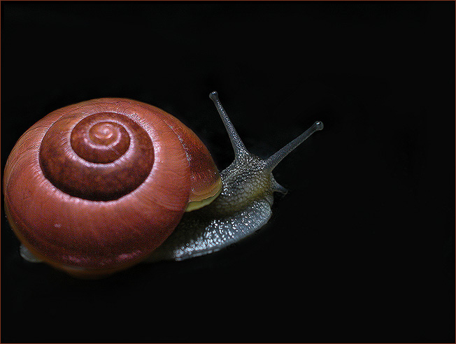 Schnecke