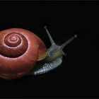 Schnecke