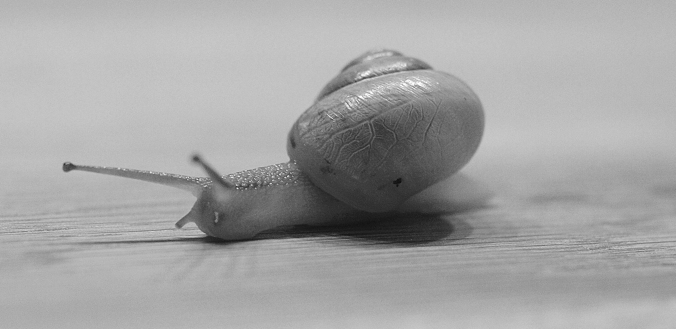 Schnecke