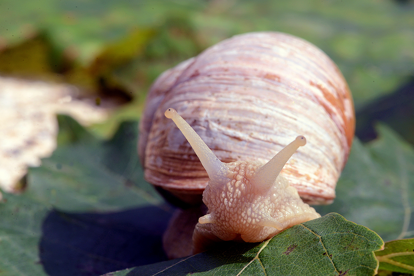 " Schnecke.....