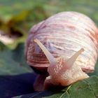 " Schnecke.....