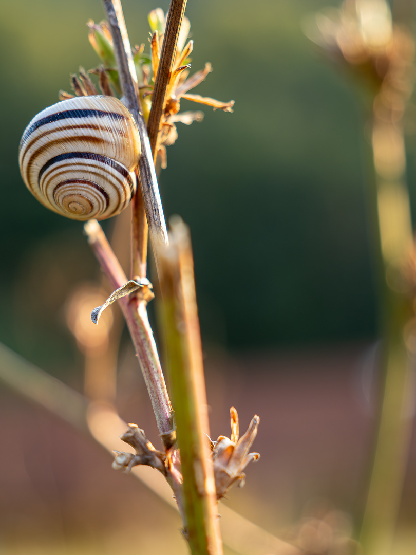 Schnecke