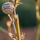 Schnecke