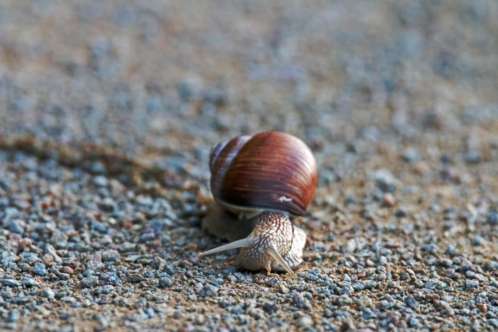 schnecke