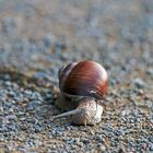 schnecke