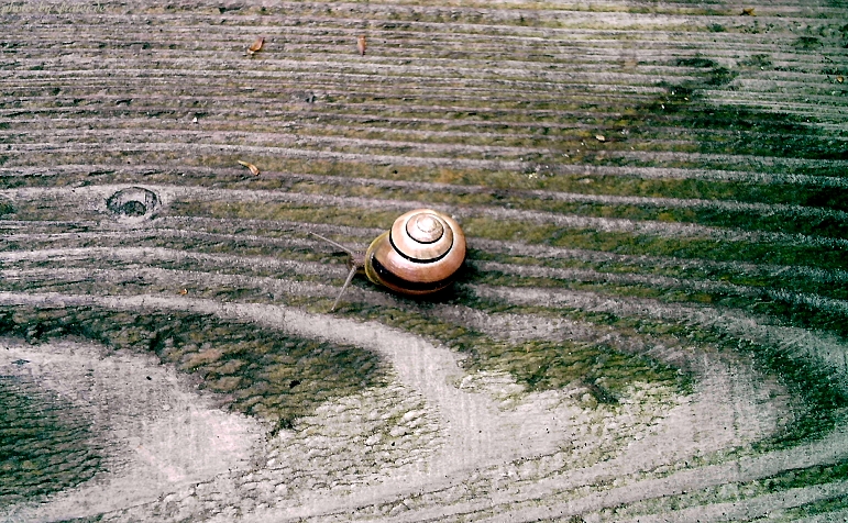 Schnecke