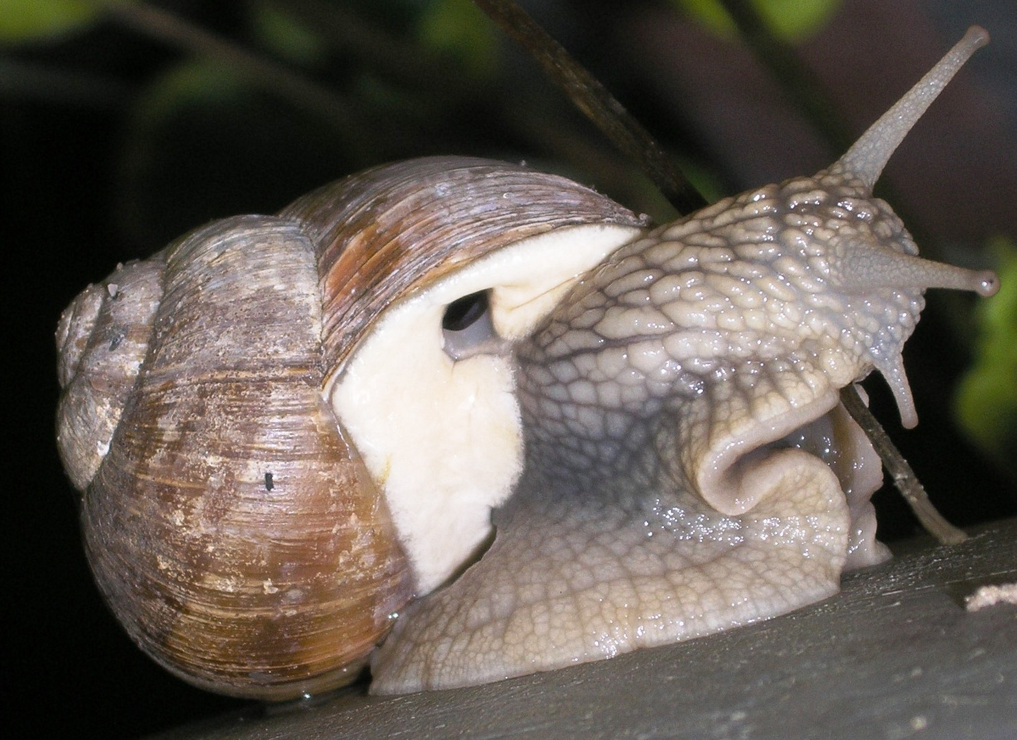 Schnecke