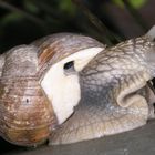 Schnecke