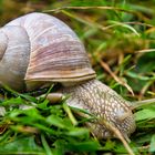 Schnecke