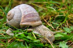 Schnecke