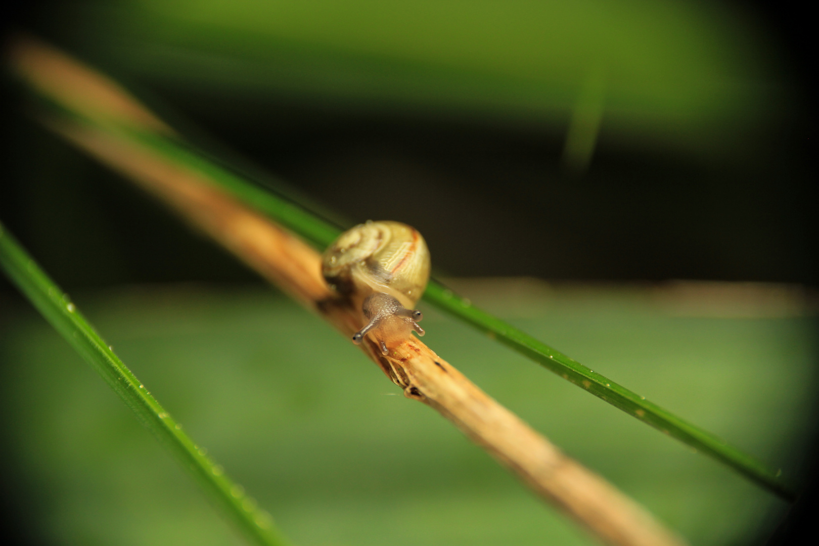 Schnecke