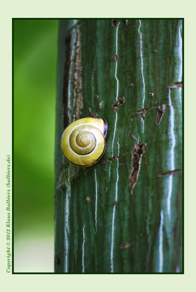 Schnecke Ahorn