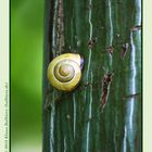 Schnecke Ahorn