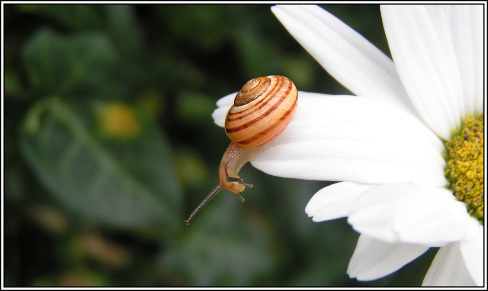 Schnecke als Akrobat