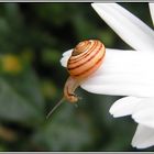 Schnecke als Akrobat