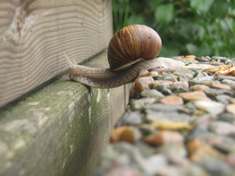 Schnecke als Brücke