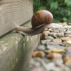 Schnecke als Brücke