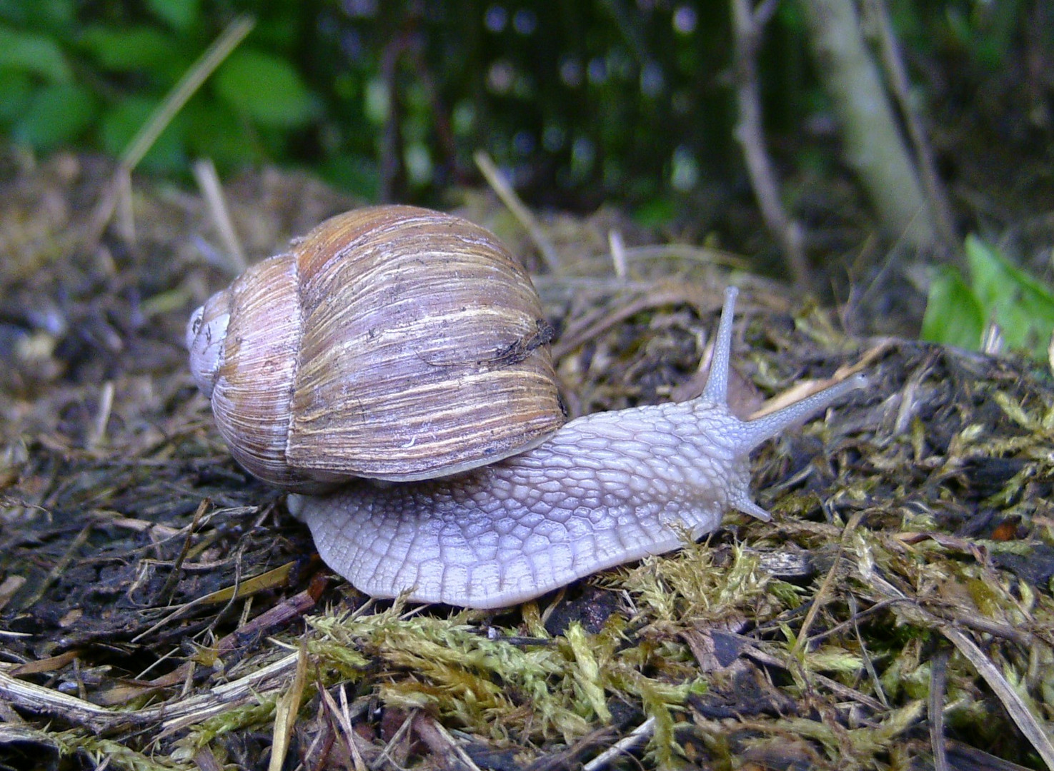 Schnecke als Fotomodel