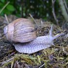 Schnecke als Fotomodel