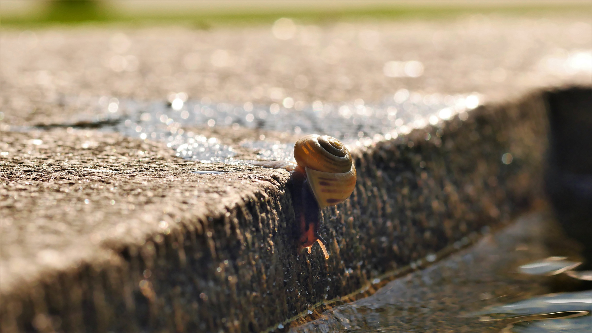 Schnecke am Abgrund