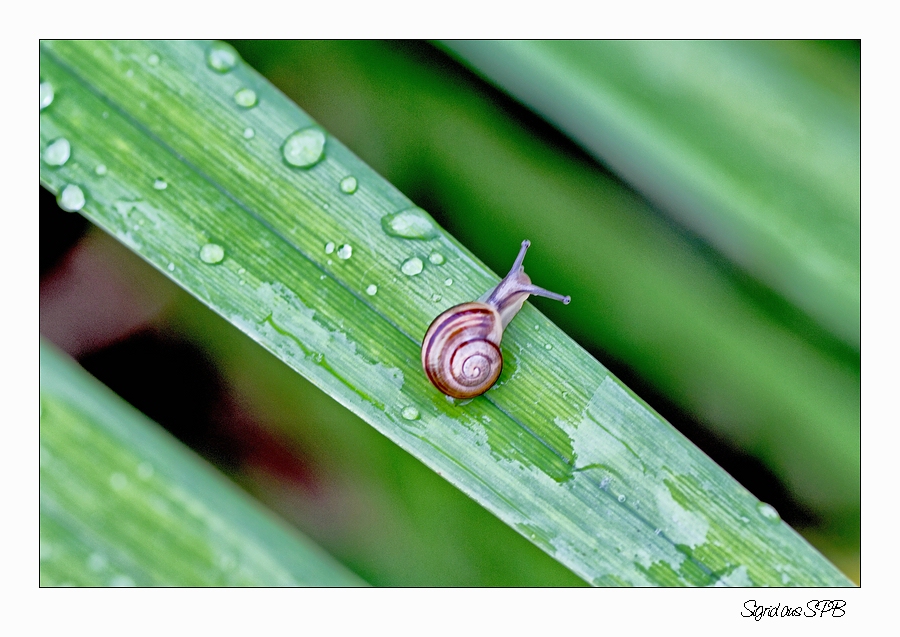 Schnecke am Abgrund...