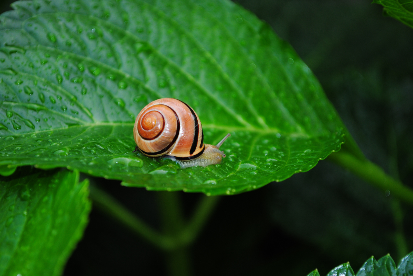 Schnecke am Abgrund