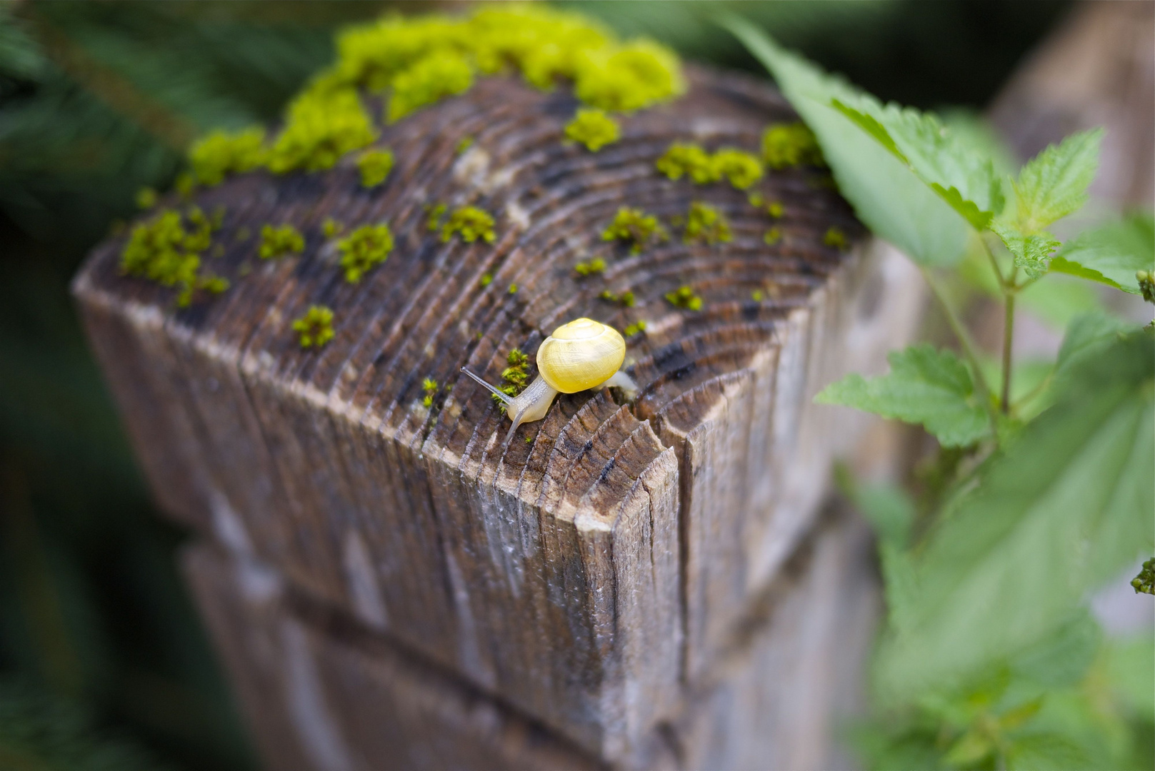 Schnecke am Abgrund