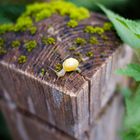 Schnecke am Abgrund