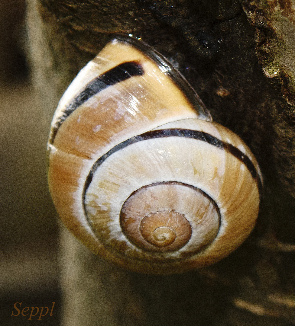 Schnecke am Apfelbaum