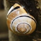 Schnecke am Apfelbaum