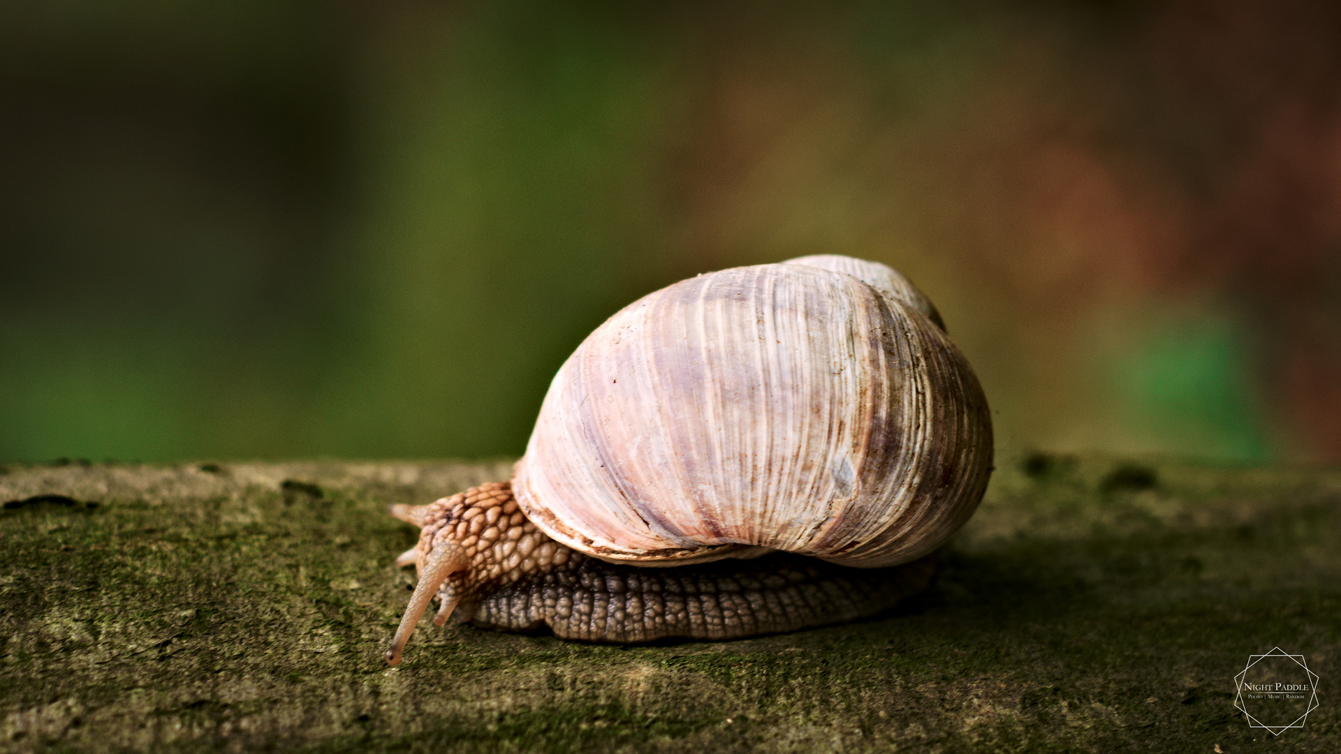 Schnecke am Baum