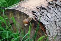 Schnecke am Baum