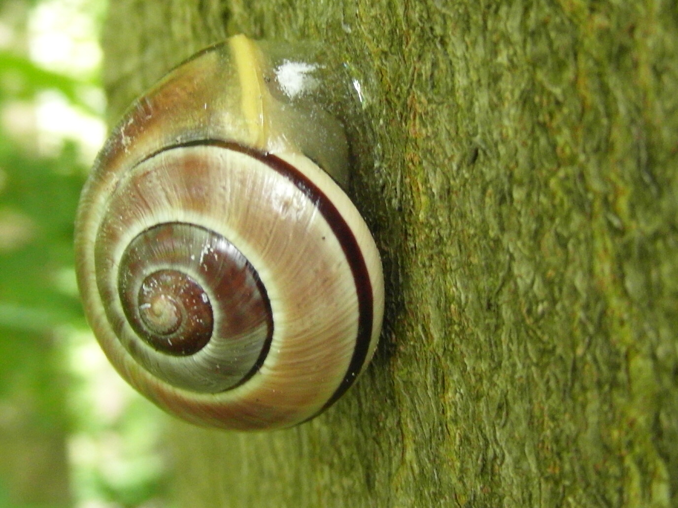 Schnecke am Baum