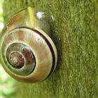 Schnecke am Baum