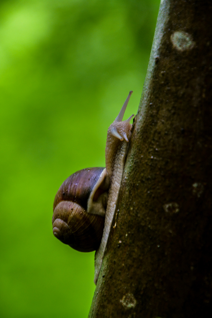 Schnecke am Baum