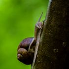 Schnecke am Baum