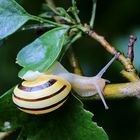 Schnecke am Baum