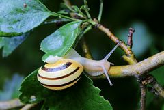 Schnecke am Baum