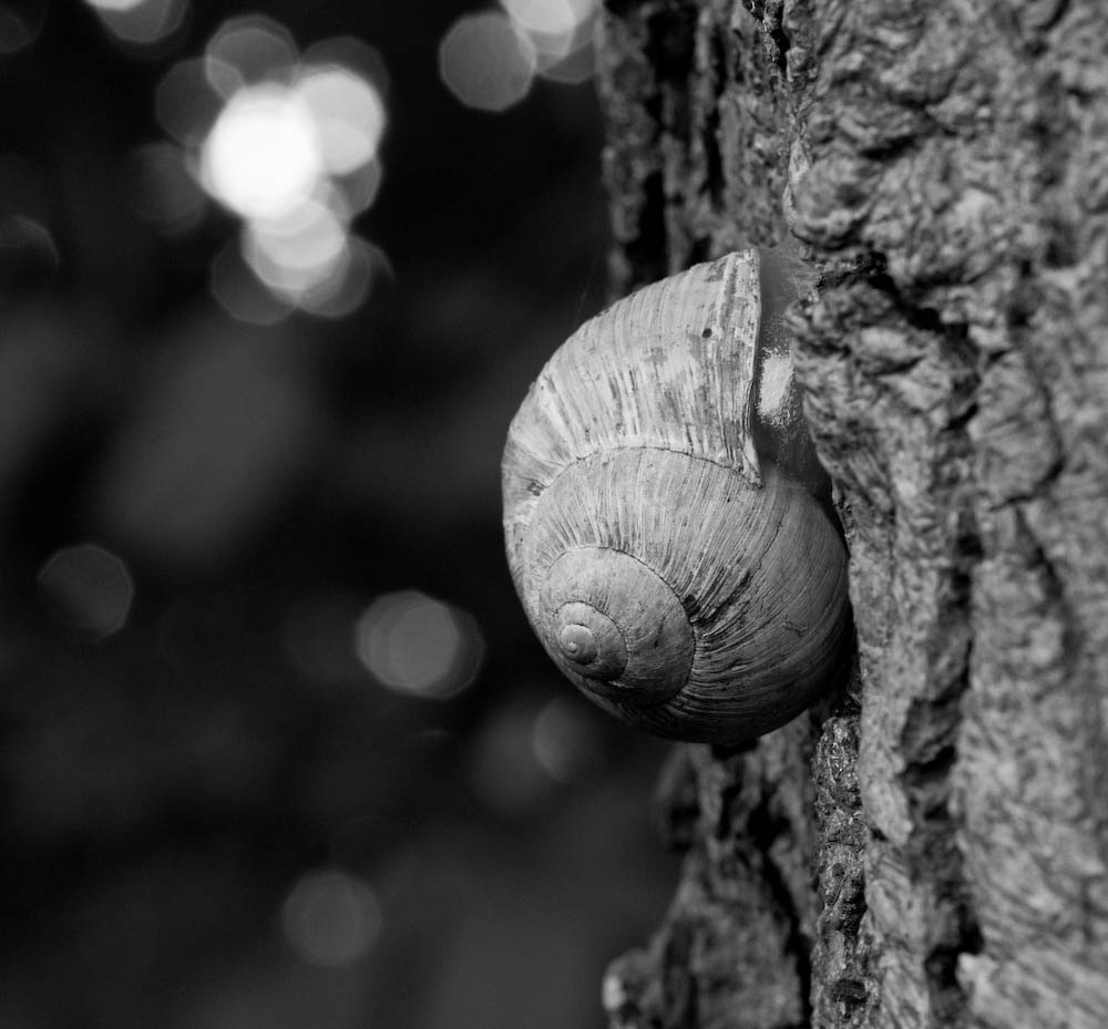 Schnecke am Baum