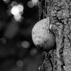 Schnecke am Baum