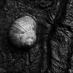 Schnecke am Baum