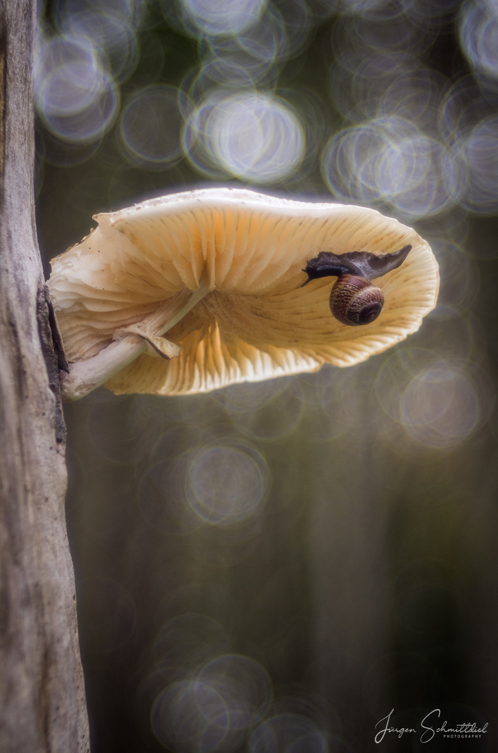 Schnecke am Baumpilz